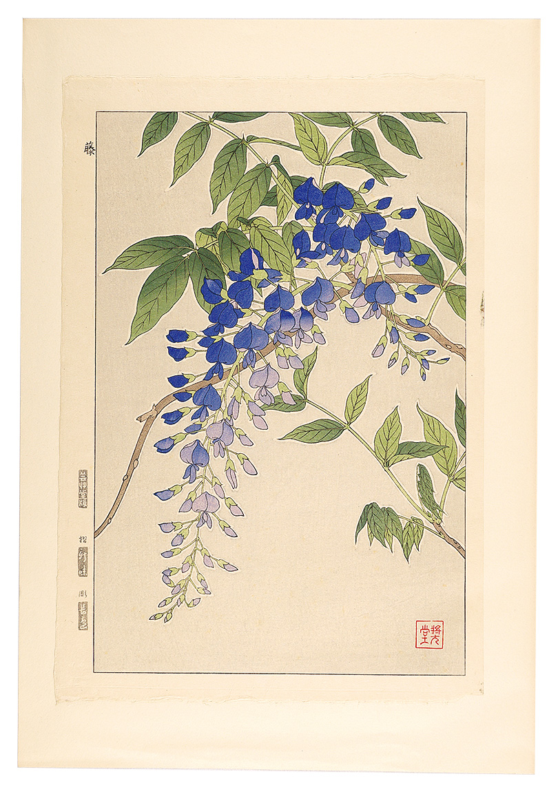 河原崎奨堂「日本の花こよみ　フジ（藤）」