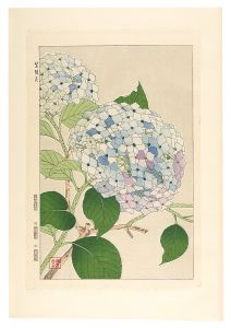 河原崎奨堂「日本の花こよみ　アジサイ（紫陽花）」