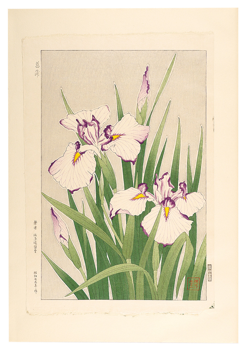 河原崎奨堂「日本の花こよみ　ハナショウブ（花菖蒲）」