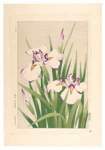 河原崎奨堂「日本の花こよみ　ハナショウブ（花菖蒲）」