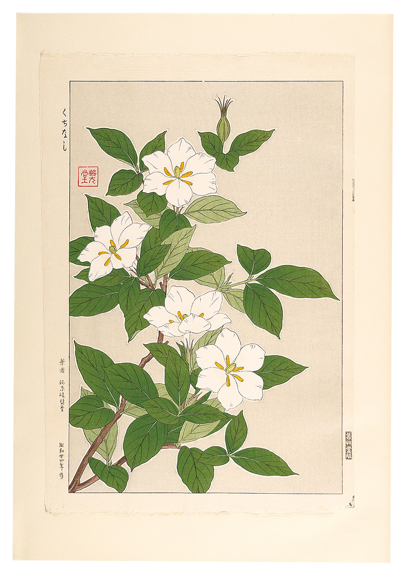 河原崎奨堂「日本の花こよみ　クチナシ（梔子）」