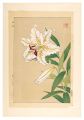Floral Calendar of Japan / Lil......