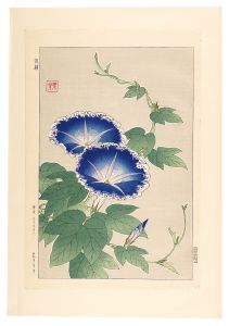 河原崎奨堂「日本の花こよみ　アサガオ（朝顔）」