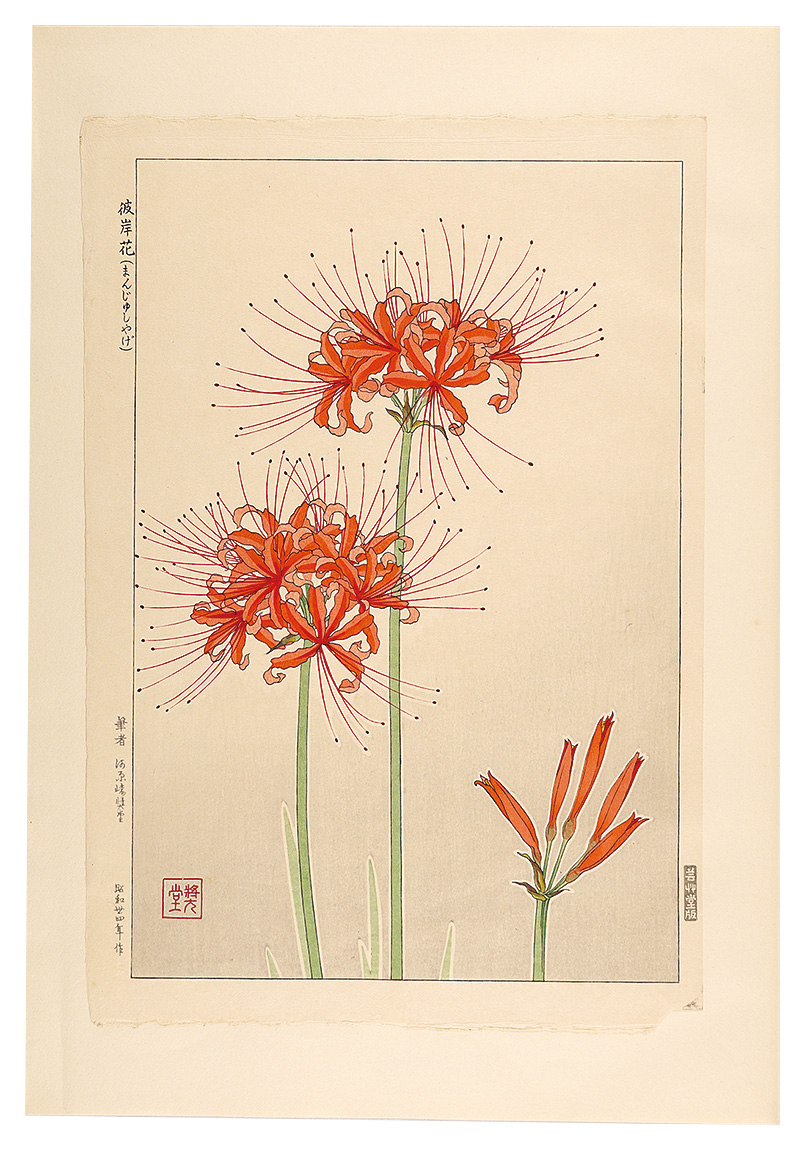 河原崎奨堂「日本の花こよみ　ヒガンバナ（彼岸花）」