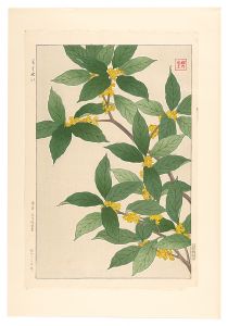 河原崎奨堂「日本の花こよみ　モクセイ（木犀）」