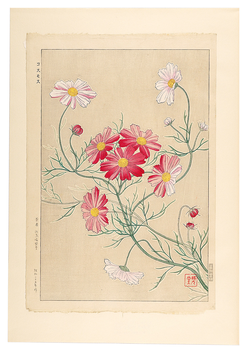 河原崎奨堂「日本の花こよみ　コスモス（秋桜）」