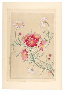 河原崎奨堂「日本の花こよみ　コスモス（秋桜）」