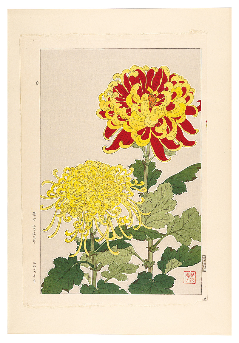 河原崎奨堂「日本の花こよみ　キク（菊）」