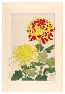 河原崎奨堂「日本の花こよみ　キク（菊）」