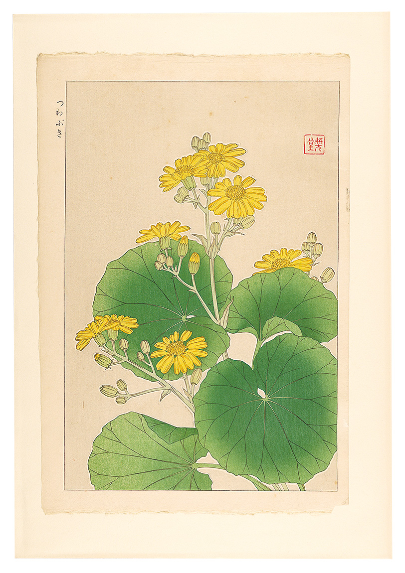河原崎奨堂「日本の花こよみ　ツワブキ（石蕗）」