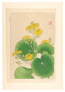河原崎奨堂「日本の花こよみ　ツワブキ（石蕗）」