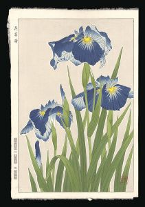 河原崎奨堂「花菖蒲」