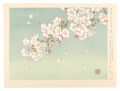 Spring in Full Bloom