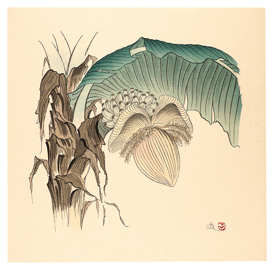 牧進「実芭蕉」