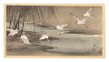 White Herons (tentative title)