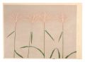 silver grass