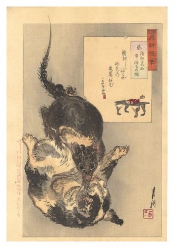 月耕「月耕随筆　鼡 陸州黒石常教寺の猫」
