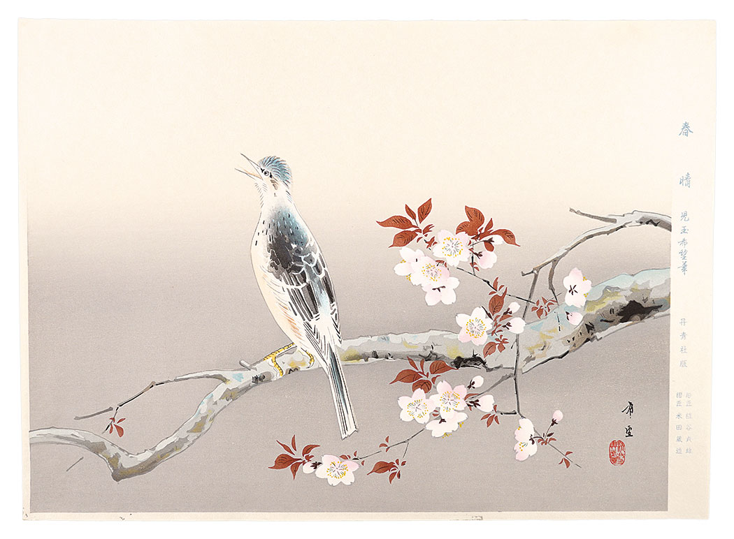 Kodama Kibo “Spring sunny”