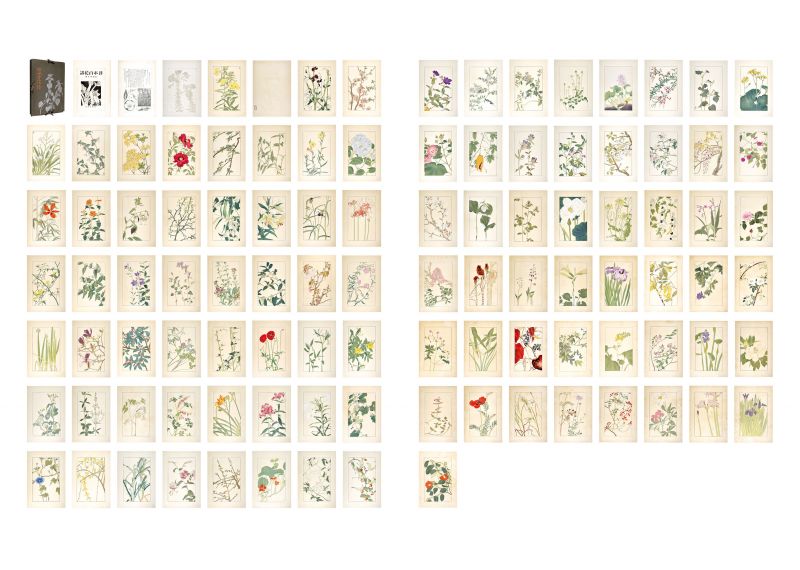 Sugiura Hisui “Hundred Flowers Spectrum by Hisui”