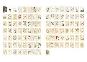 Sugiura Hisui / Hundred Flowers Spectrum by Hisui