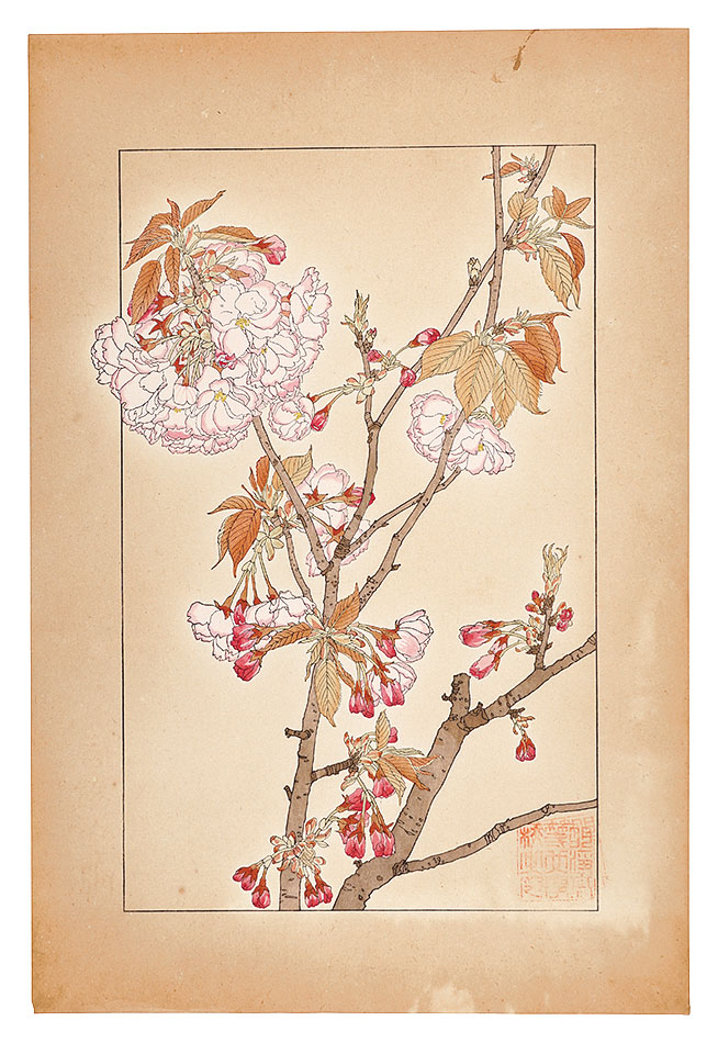 杉浦非水「八重桜」