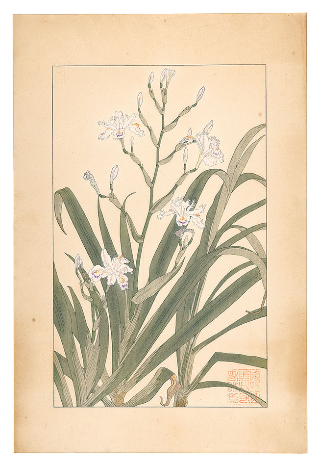 杉浦非水「著莪」