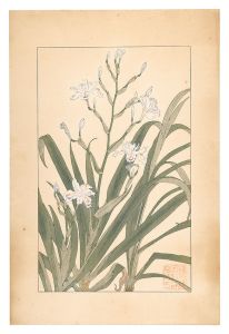 杉浦非水「著莪」