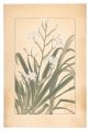 Iris Japonica Thunb