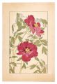 Peony