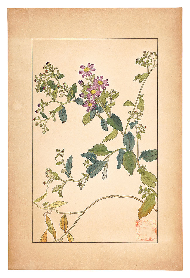 杉浦非水「紺菊」