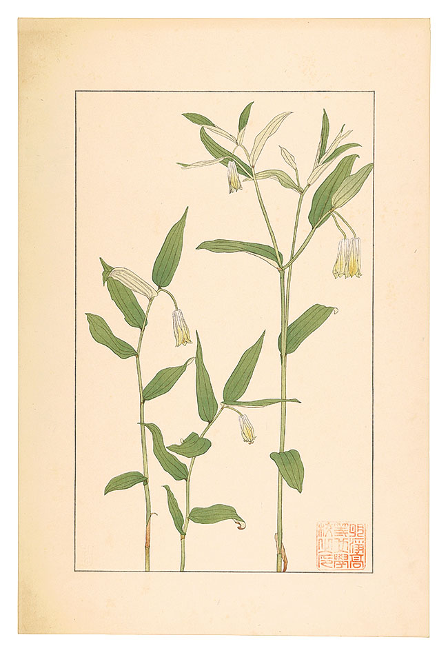 杉浦非水「宝鐸草」
