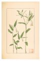 White Gaura