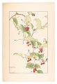 China Root