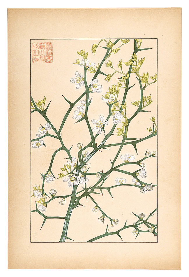 杉浦非水「枸橘」