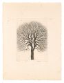 Zelkova