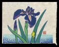 Iris and a Frog　(tentative tit......