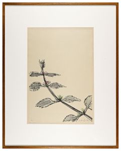 Kazuki Yasuo / Dance grass