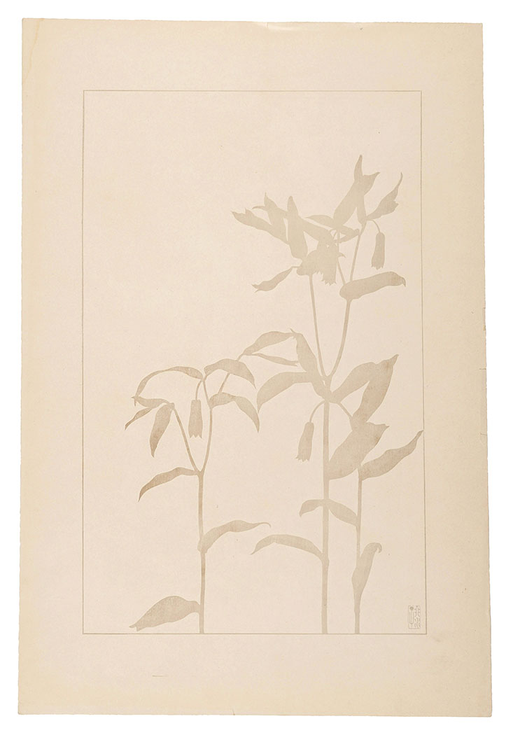 Sugiura Hisui “Disporum sessile Don”