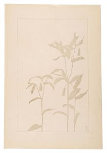 Sugiura Hisui / Disporum sessile Don