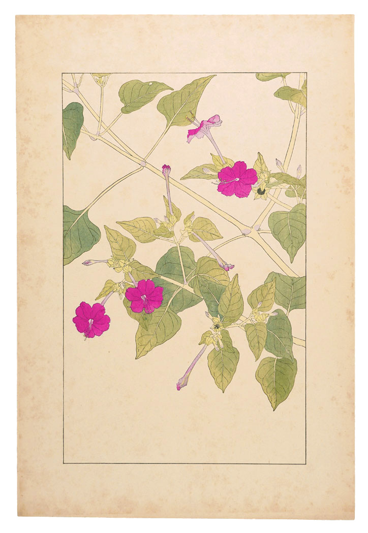 Sugiura Hisui “Marvel of Peru”
