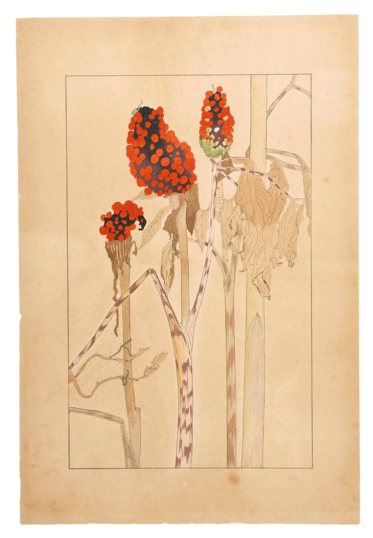 Sugiura Hisui “Arisaema”