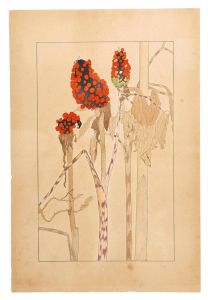 Sugiura Hisui / Arisaema