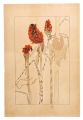 Arisaema