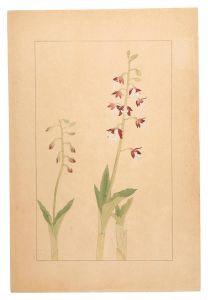 Sugiura Hisui / Calanthe discolor
