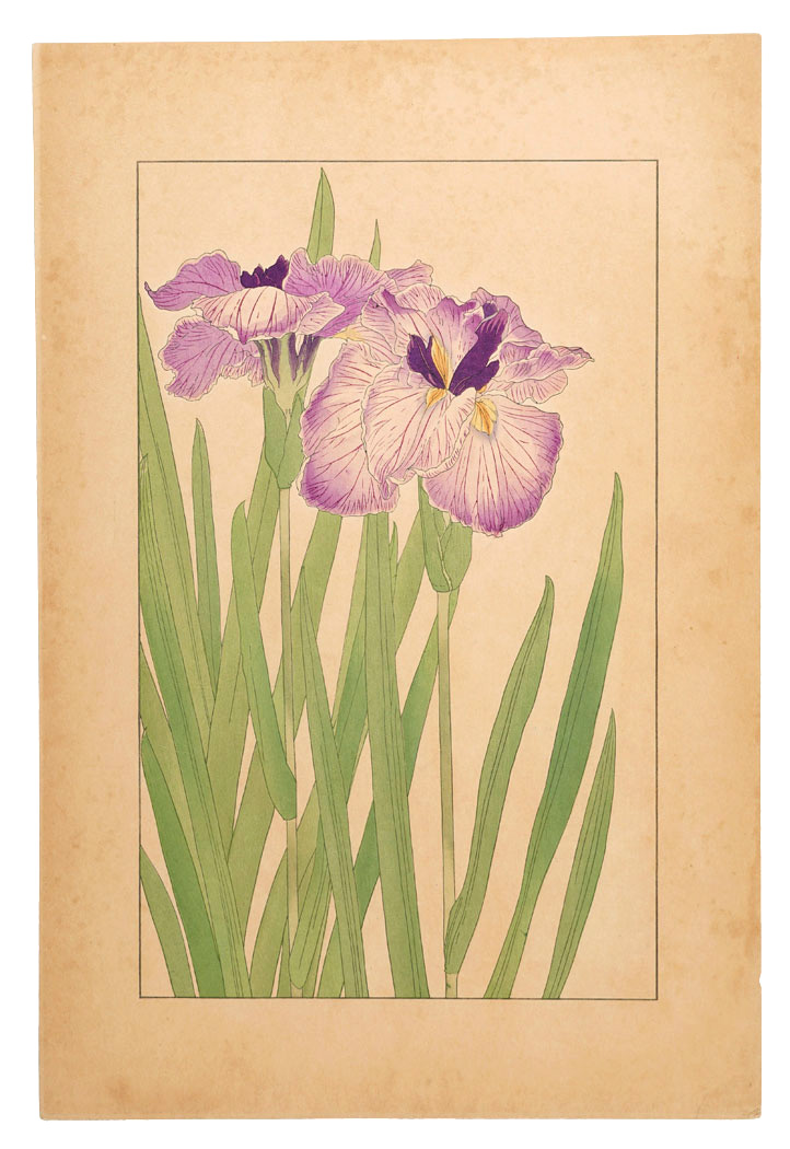Sugiura Hisui “Japanese Iris”