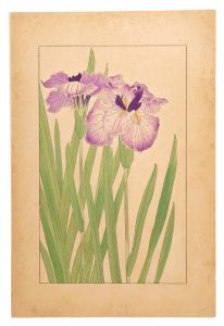 Sugiura Hisui / Japanese Iris