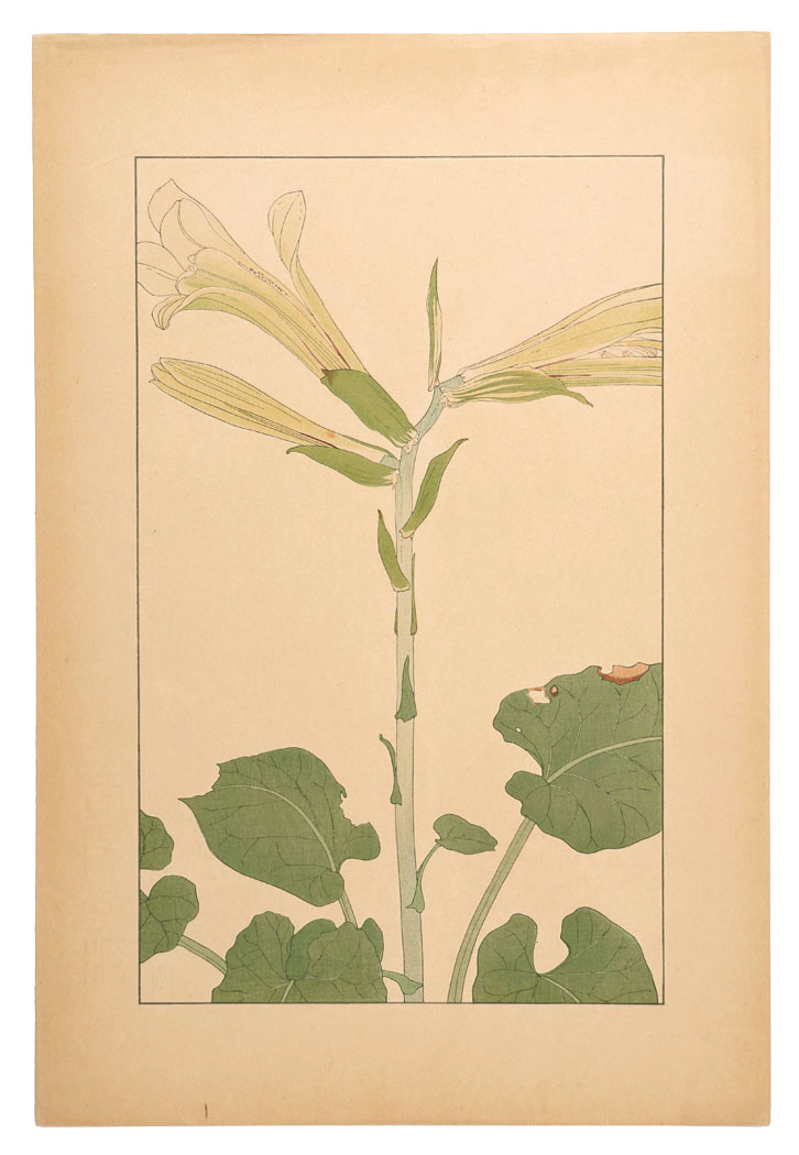 Sugiura Hisui “Heartleaf lily”