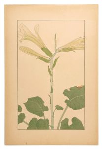 Sugiura Hisui / Heartleaf lily