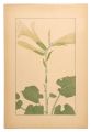 Heartleaf lily