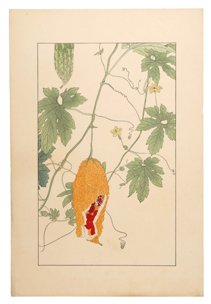 Sugiura Hisui “Bitter melon”